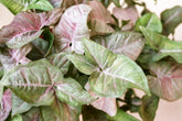 Syngonium pink spot